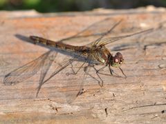 Sympetrum striolatum